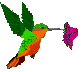 Gif de ave