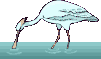 Gif de ave