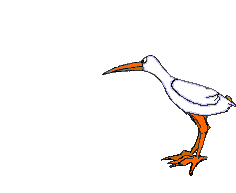 Animacion de aves