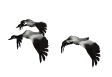 dibujo animado pajarito