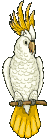 Animacion de Pajaros