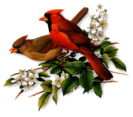 Gifs de aves