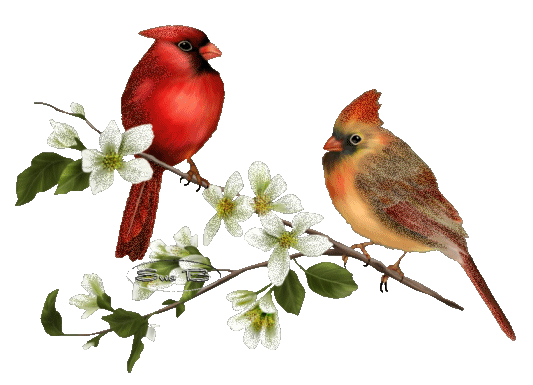 Pajaritos