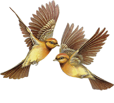 Gifs de aves