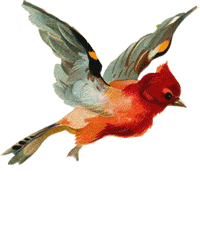 Pajaritos