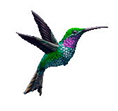 Animacion de aves