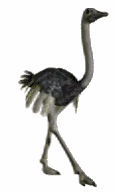 Gif ave