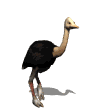 Avestruz Animada