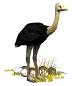 Gif de Avestruz
