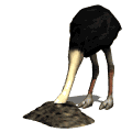 Gif ave