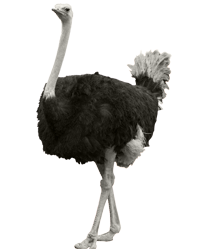 Avestruz png