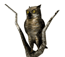Buho