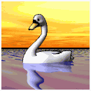 Bello Cisne
