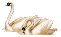 dibujo animado cisne