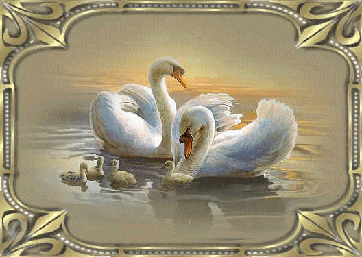 Bello Cisne