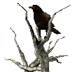 Gif de ave