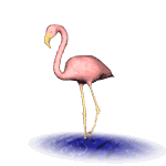 Animacion de ave
