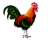 Gif de gallina loca