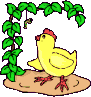 gallina