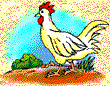 gallina