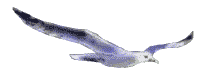 Animacion de gaviota