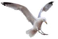 gaviota