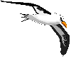 Gif de gaviota