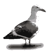 Animacion de gaviota