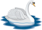 Gifs de cisnes