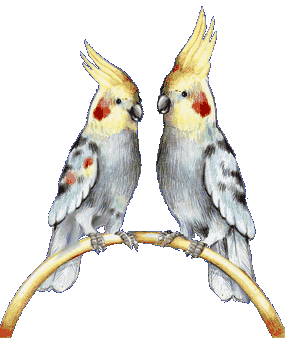 pareja de loros