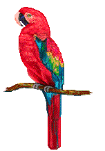 Gifs de loros