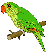 Gif de loro