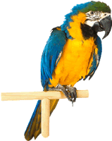 loro