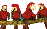 Gif de loros