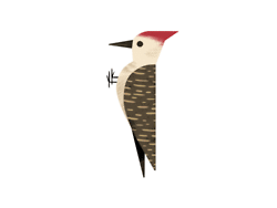 dibujo pajaro carpintero