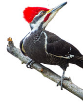 pajaro carpintero