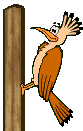 gif de pajaro carpintero