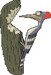 Gif de ave