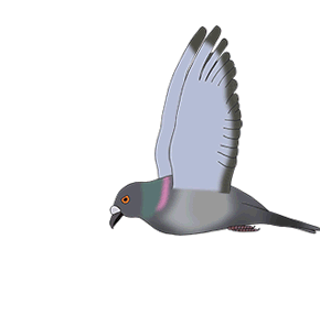 Paloma volando