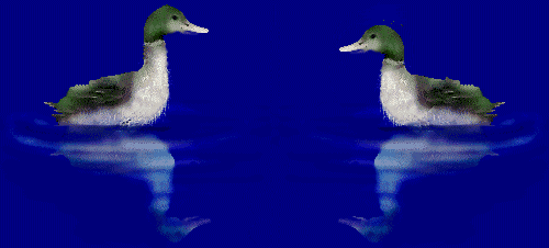Animacion de patos