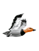 pato volando