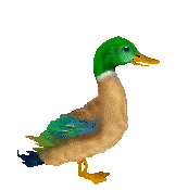 Animacion de pato