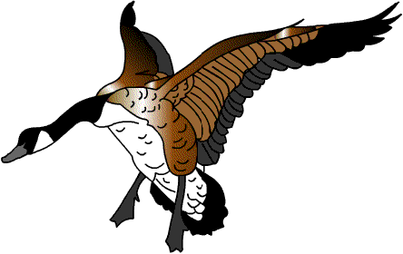 pato
