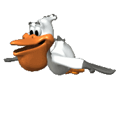 Pelicano