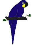 periquito