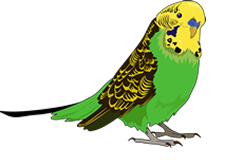 periquito