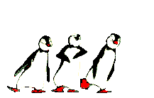 Gif de Pingüinos bailando