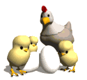 Gifs de pollitos