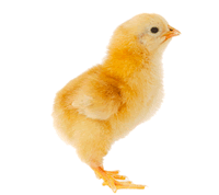 pollo