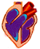 Gif de anatomia